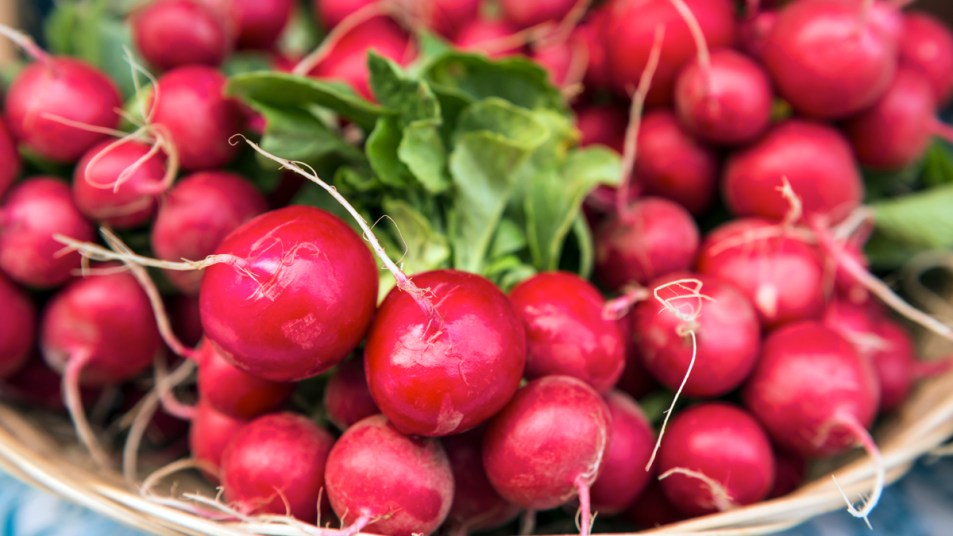 Bunches of radishes